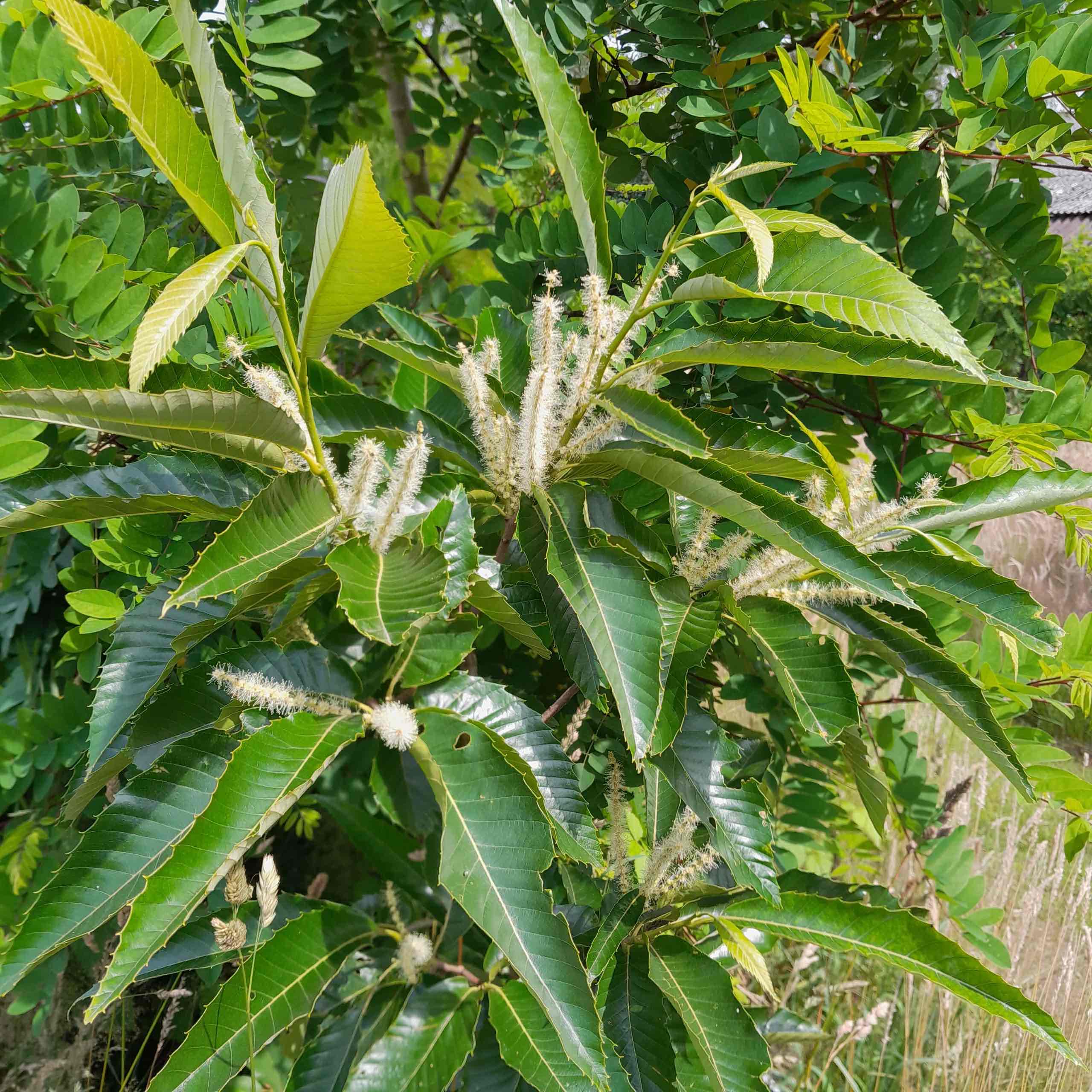 <p>Castanea sativa</p>