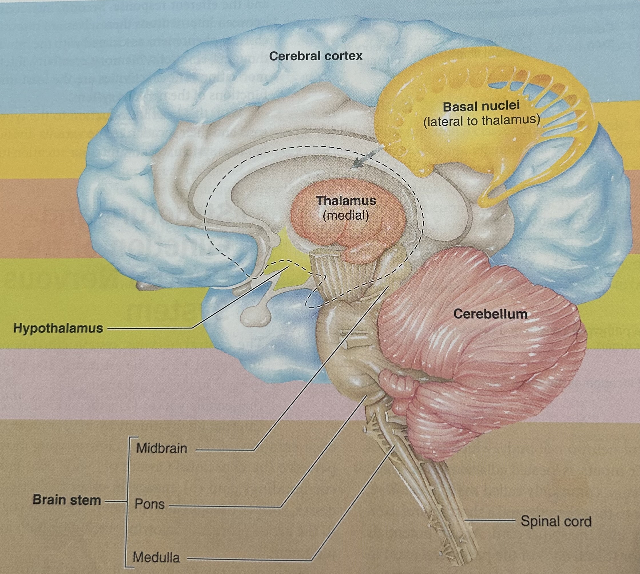 <p>major functions are inhibition. of muscle tone, coordination of slow, sustained movements, and suppression of useless patterns of movement</p>