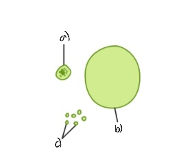 Label the following diagram of the vacuoles and vesicles
