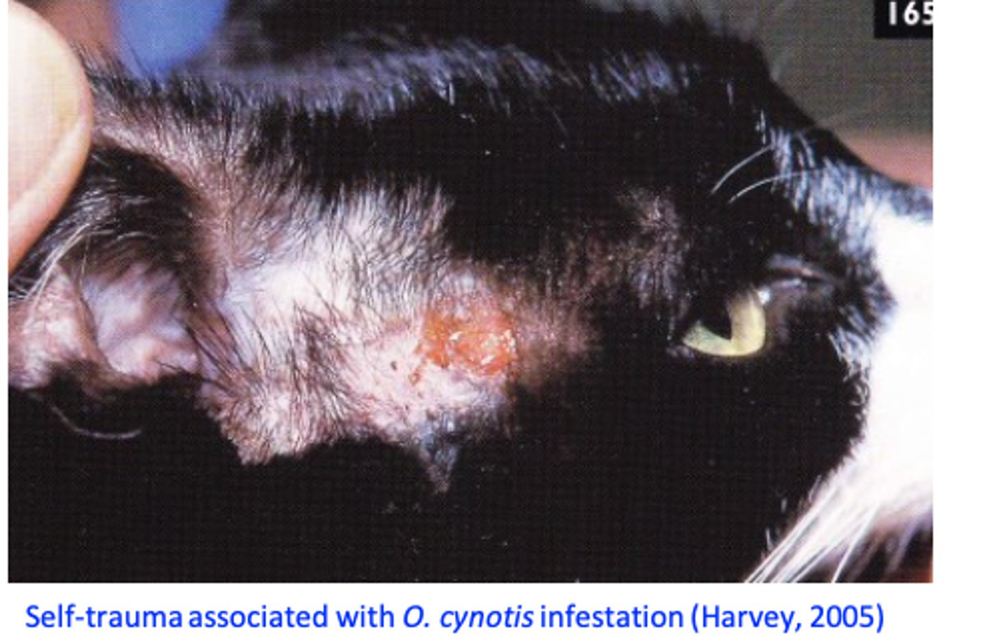 <p>Clinical signs and history;</p><p>Microscopic examination of the material collected from the ear canal (ear swabs) =&gt; mites, eggs;</p><p>• Otoscopy: direct visualization of mites (moving white specks);</p><p>• Positive pinnal-pedal reflex (cats): cat moves very quickly the hindlimb when ear canal is massaged/swabbed.</p>
