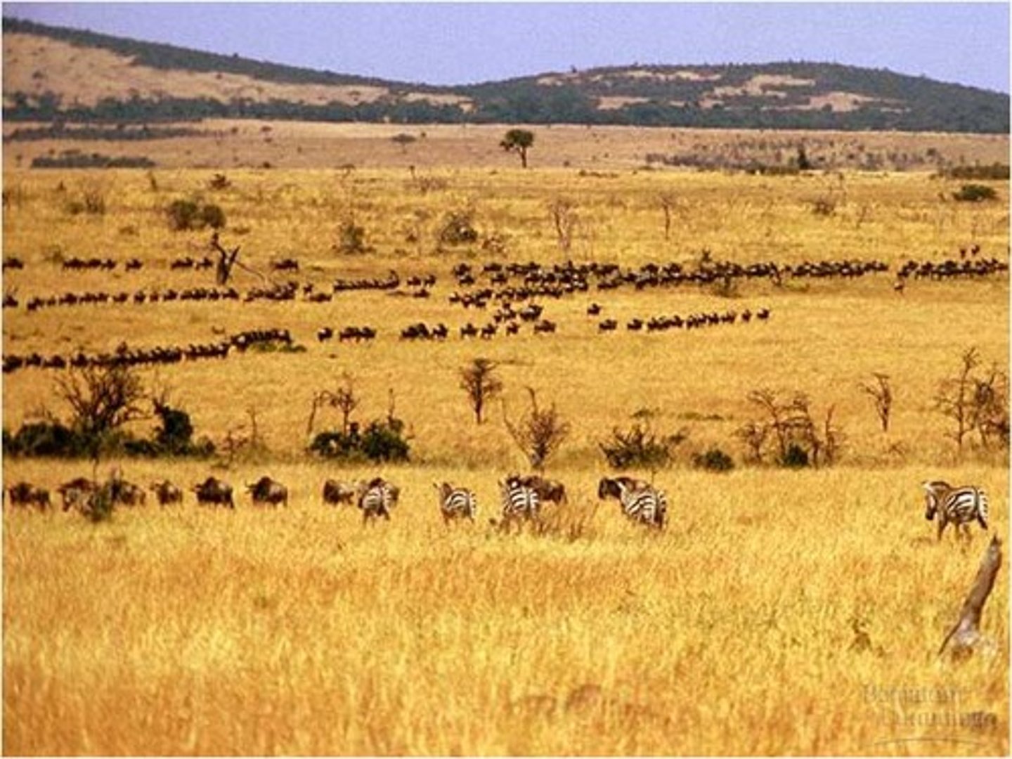 <p>Very large areas of land with short plants and flowers.</p>