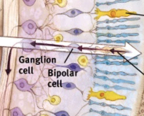<p>bipolar and ganglion cells</p>