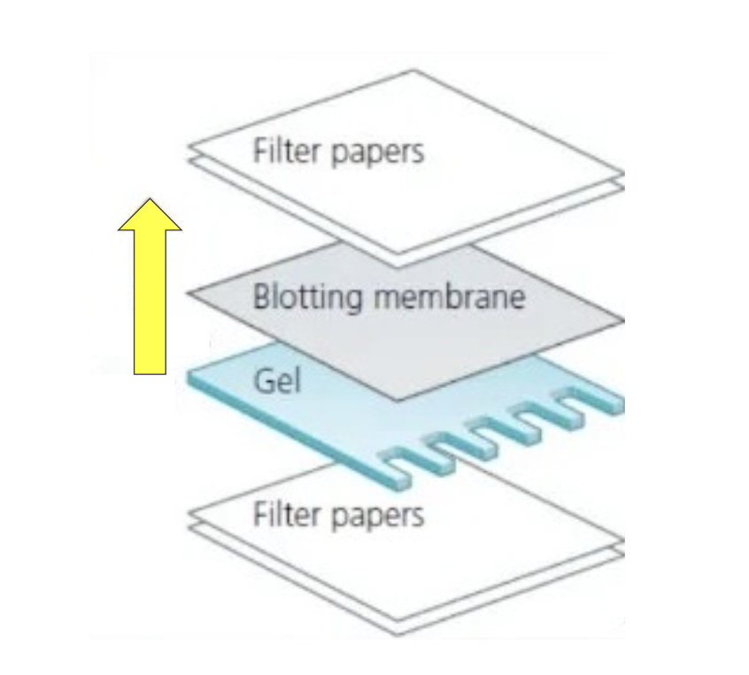 <p>transfer and virtually irreversible binding of biological molecules to a membrane (“magic paper”). uses probes/antibodies</p><p>can be used to detect specific electrophoresed DNA, RNA, or proteins</p><ol><li><p>separate molecules by electrophoresis</p></li><li><p>transfer molecules to a paper-like membrane</p></li><li><p>detect specific molecule of interest with a detection molecule</p></li></ol><p></p>