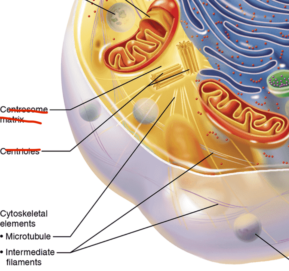 <p>Cytoskeleton</p>