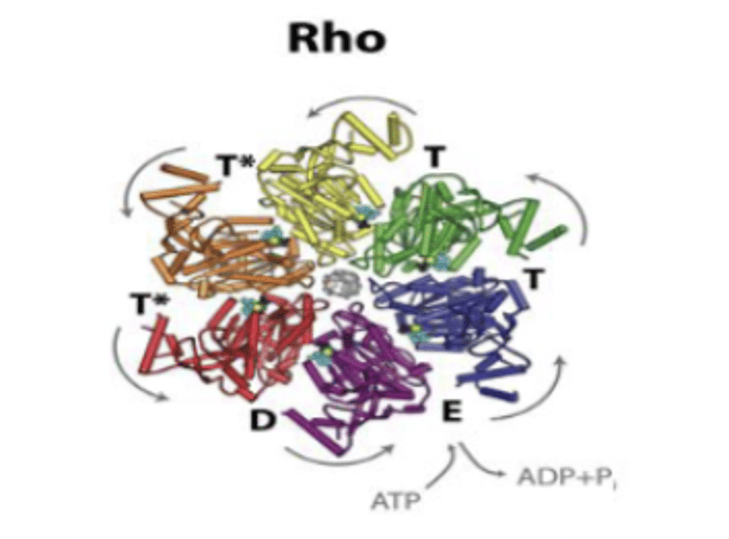 <p>an RNA binding protein that causes RNA polymerase to dissociate</p>