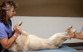 <p><span style="color: rgb(0, 0, 0)">Lying on the back</span></p>