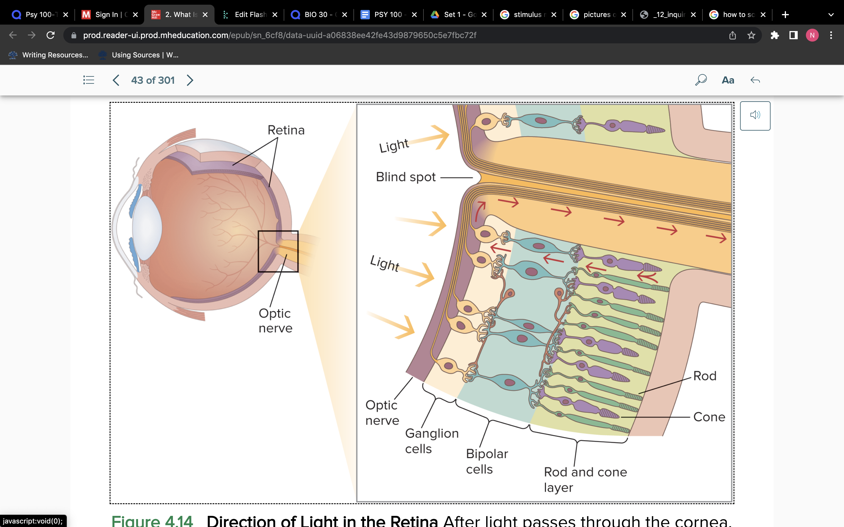 <p>Rods and cones are at the back of the retina</p><ul><li><p>When light activates them, they send an action potential to the bipolar cells and then relayed to another layer of specialized cells called the ganglion</p></li></ul>