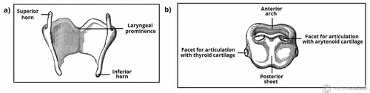 <p>- signet ring</p><p>- second largest laryngeal cartilage</p><p>- provide stable round entry into airway</p><p>- lower facets connect to thyroid (cricothyroid joint)</p><p>- upper facts connect to arytenoids (cricoarytenoid joint)</p>