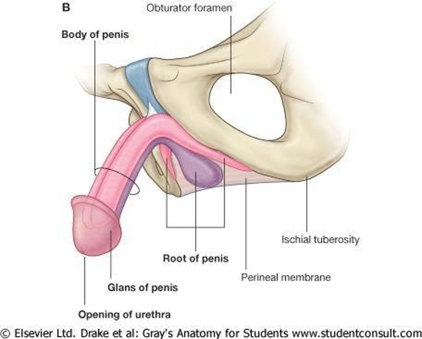 <p>The penis is the external organ used for sexual intercourse and urination, facilitating the delivery of sperm.</p>