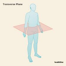 <p>Transverse Plane </p>