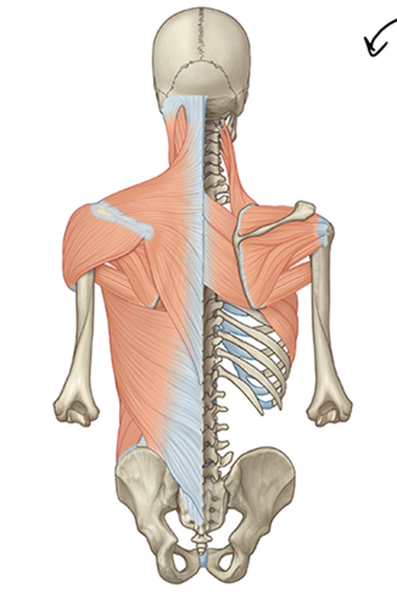 <p>The extrinsic back/hypaxial muscles generally have ... ... outside of the back (not posterior)</p>