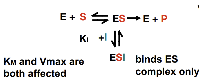 <p>Only binds to the ES complex</p>