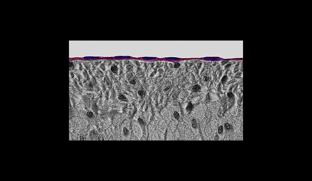 <p>What cell is highlighted below</p>