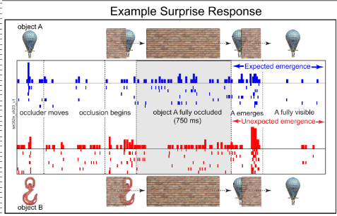 <p>took single-unit recordings of ITC while they completed a match response task → macaques tracked progression of an object moving across a screen, behind a wall, then emerging from the other side. two conditions:</p><ul><li><p>expected emergence → same item emerges on other side</p></li><li><p>unexpected emergence → different item from that which entered emerges</p></li></ul><p>task assesses whether macaques identified difference between conditions → if no object permanence, there will be no difference in neuronal activity</p><p></p>