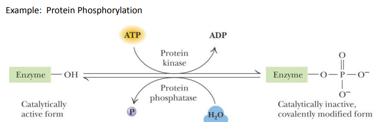 <p>Covalent modification of an amino acid side chain can activate or inactivate an enzyme (e.g. : Serine, Threonine, Tyrosine, Aspartate)</p>