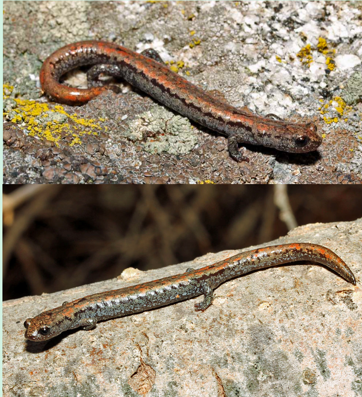 <ul><li><p><span>Kern Plateau Salamander</span></p></li><li><p><span> Variable on dorsal side</span></p></li><li><p><span>underside dark</span></p></li><li><p><span>Stout, with larger limbs and feet.</span></p></li><li><p><span>larger/thicker than b. attenuates</span></p></li><li><p>tiny distribution in Kern Plateau </p></li><li><p>tail can be length of body, often smaller</p></li></ul><p></p>