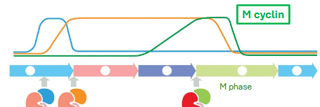 <p>cyclin levels rise gradually but cells enter mitosis rapidly</p>