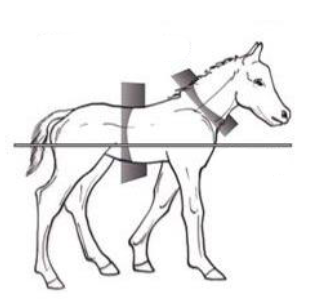 <p>Label the transverse plane and frontal plane</p>