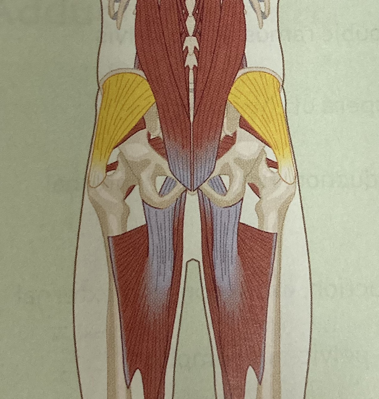 <ul><li><p>category: hip musculature</p></li><li><p>origin: illium of the pelvis</p></li><li><p>insertion: lateral trochanter of the femur</p></li><li><p>isolated function: concentric hip abduction, internal rotation, and external rotation</p></li><li><p>integrated function: eccentric hip adduction, internal rotation, and external rotation</p></li><li><p>stabilizes the LPHC</p></li></ul><p></p>
