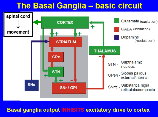 <ul><li><p>Ignore cortex to STN pathway </p></li></ul><p></p>