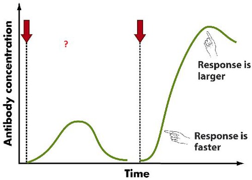 Caused by initial response to the antigen which involves the production of antibodies and memory cells.