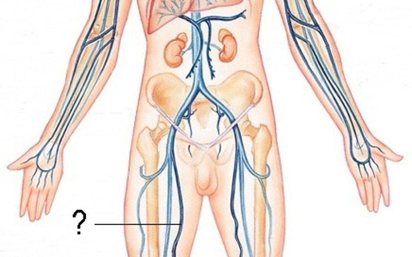 <p>longest vein in body;</p><p>drains blood from foot, leg, and thigh;</p><p>joins with femoral vein</p>