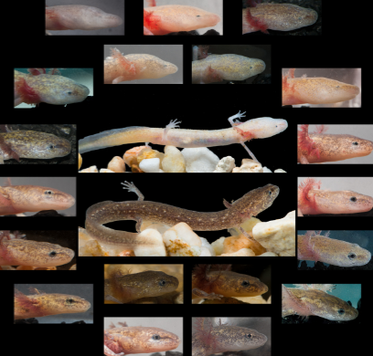 <p>retention of embryonic or larval characteristics into adulthood </p>