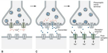 <p><strong>Chemical Synapse Impulse Transmission</strong></p><p>-Transmission Process</p><ul><li><p>____________ of pre-synaptic nerve terminal by _________ → release of neurotransmitters </p></li><li><p>Neurotransmitters diffuse across the _____ → binding and activation of receptors on the _____-________ target </p></li></ul><p>-CNS → presynaptic axon and another ________</p><p>-PNS → neuron and target _______/gland cell </p><ul><li><p>Often called a _________</p></li></ul><p></p>