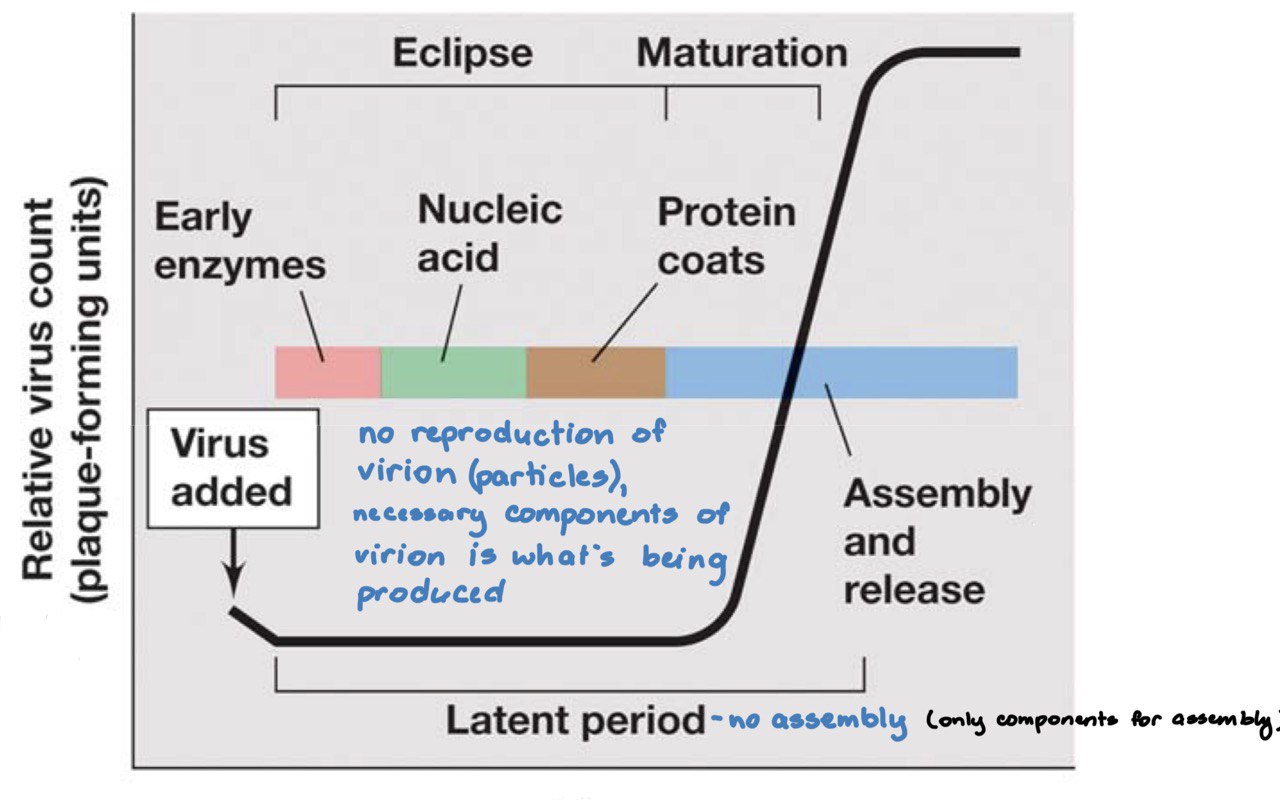 <ol><li><p><strong>Early proteins</strong> - enzymes such as nucleic acid polymerases for <strong>genome replication</strong> and other factors used to shut down the host’s transcription and translation</p></li><li><p><strong>late proteins</strong> - structural components and other components needed for packaging and assembly</p></li></ol><p></p><p><strong>bacterial virus:</strong> 20-60 mins</p><p><strong>animal virus:</strong> 8-40 hours</p>