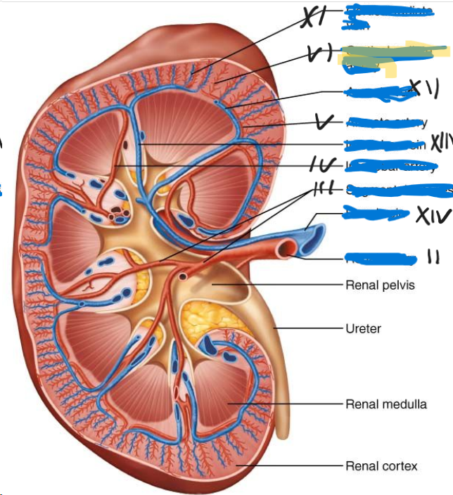 <p>VI</p>