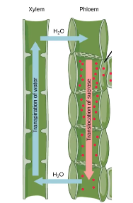 <p>Non-vascular plants lack transport tissues, while vascular plants have xylem and phloem for water, sugar, and mineral transport. Water and minerals diffuse into root cells and are pulled up through the plant via cohesion-tension.</p>