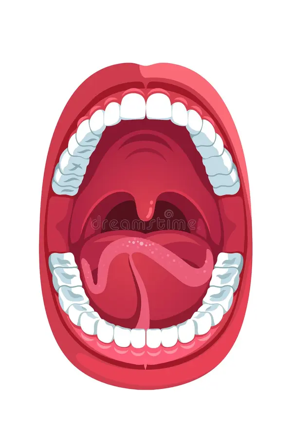 <p>mouth</p>