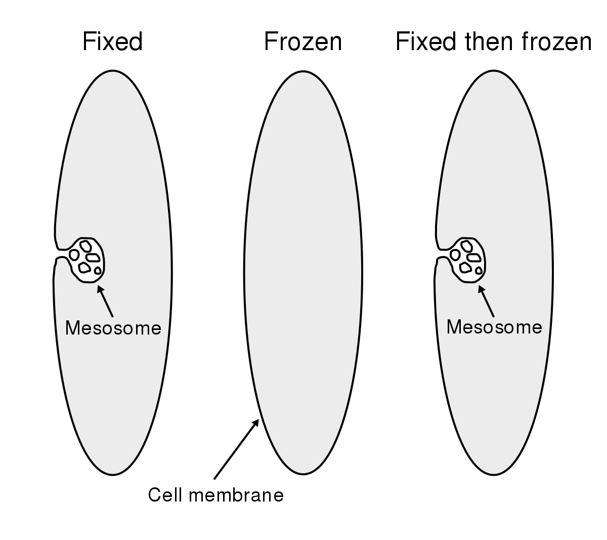 <p>function of a <strong>mesosome </strong></p>