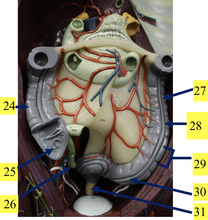 <p>26</p>