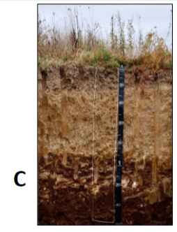 <ul><li><p>subsurface horizon of parent material</p></li><li><p>absent of pedogenic processes such as the formation soil structural aggregates</p></li></ul>