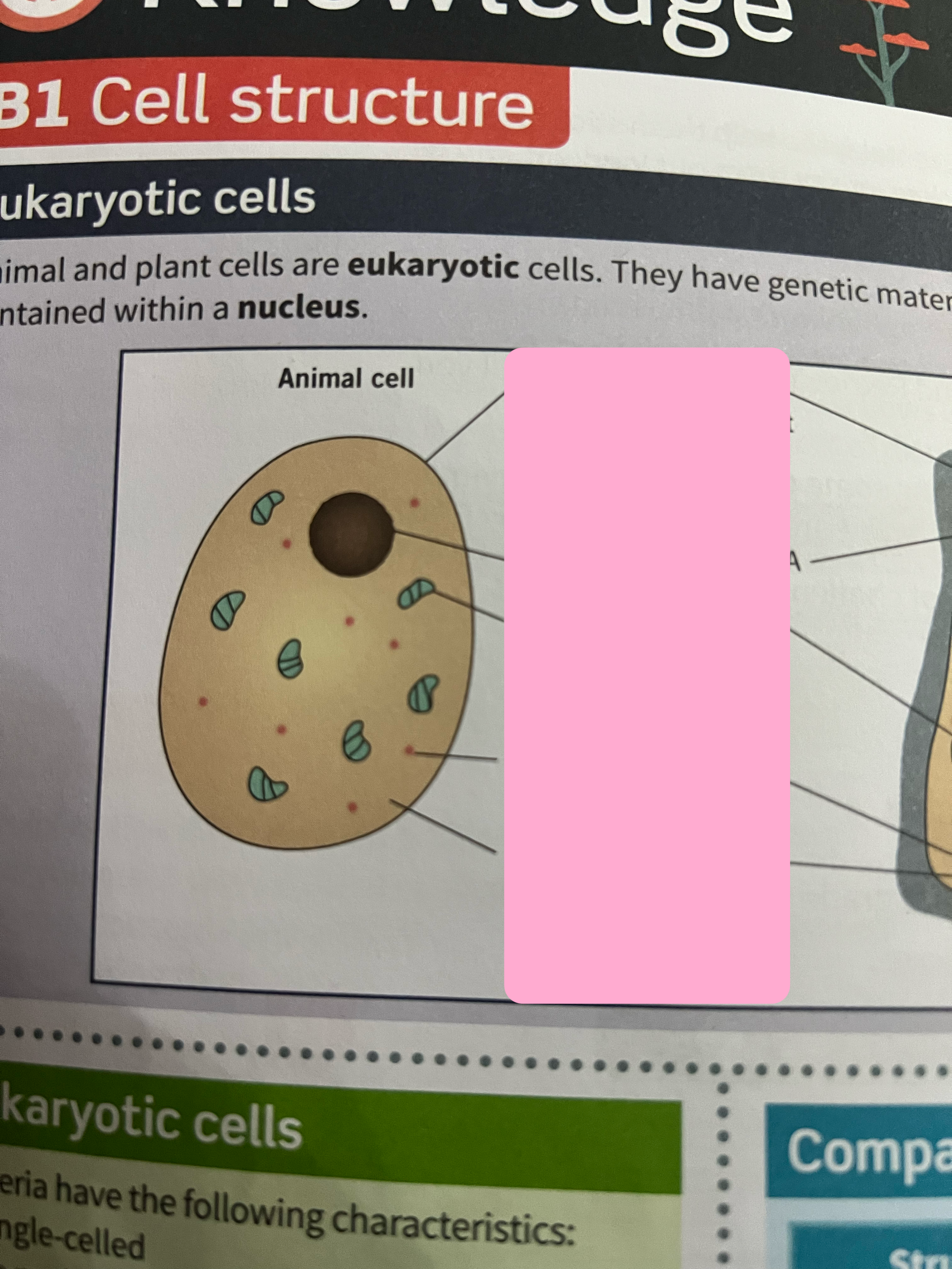 <p>Label the animal cell and the function of the sub cellular structures.</p>