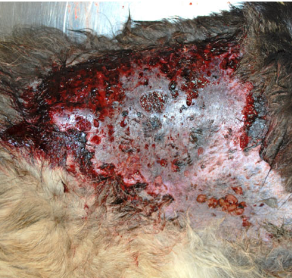 <p>1. cutaneous form: from direct contact with skin wound (causes ulcerative, nodular skin lesions)</p><p>2. GI form: from ingestion of infected water</p>