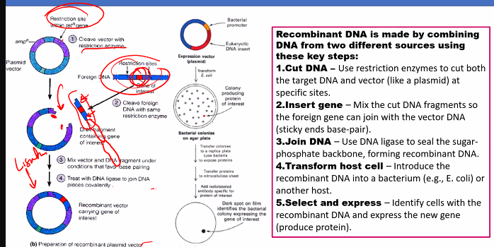 knowt flashcard image