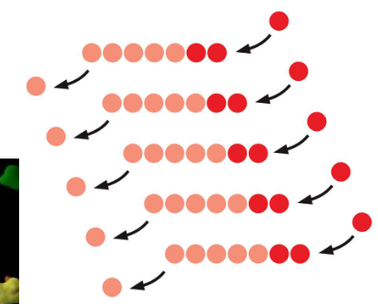 <p>actin monomer-ATP binds to + end</p><p>soon hydrolyzes to ADP</p><p>actin ADP dissociates from - end</p>