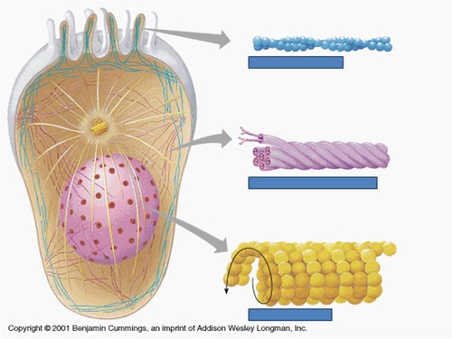 <p>long and hollow, acts as "tracks" for the movement of organelles</p>