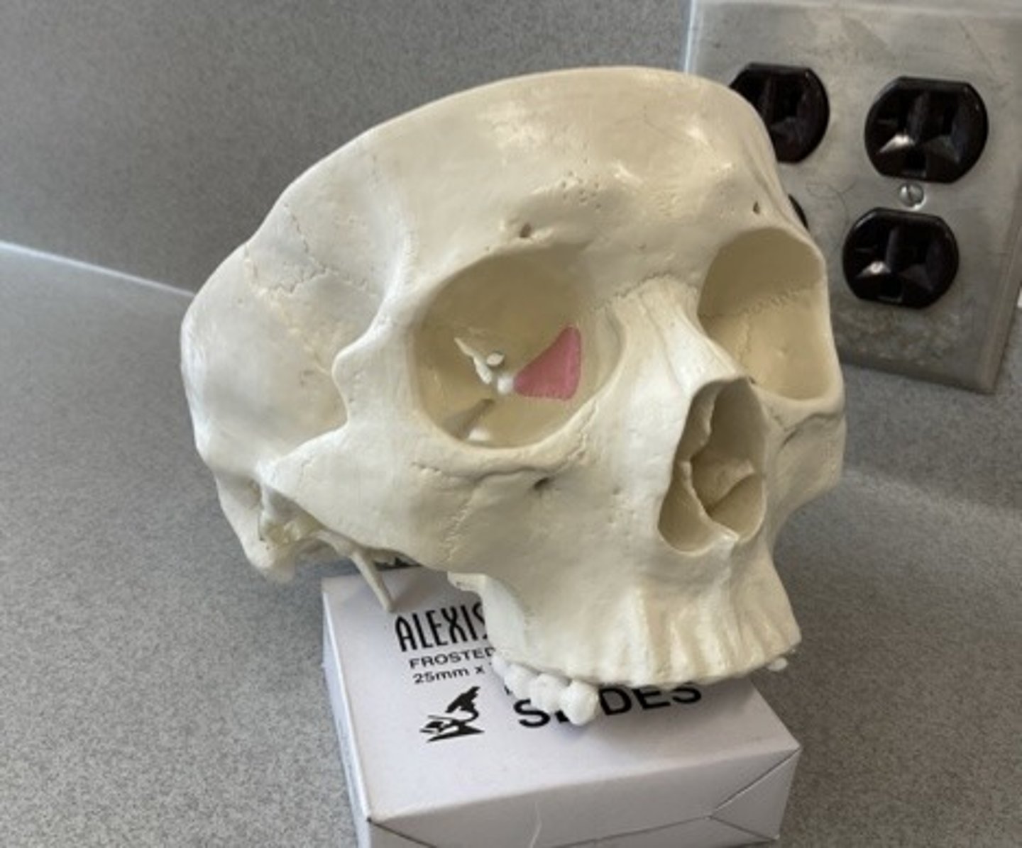 knowt flashcard image