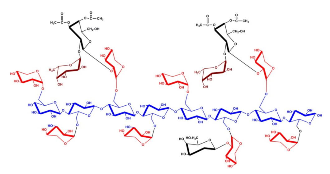 <p>it’s short length &amp; branches allows it to link microfibrils</p>