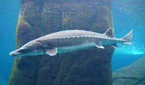 <p><span><span>Eastern North America, extending from </span></span>New Brunswick<span><span>, Canada, to the eastern coast of </span></span>Florida<span><span>, United States. A highly endangered </span></span>disjunct<span><span> population occurs in the </span></span>Baltic region<span><span> of Europe</span></span></p>