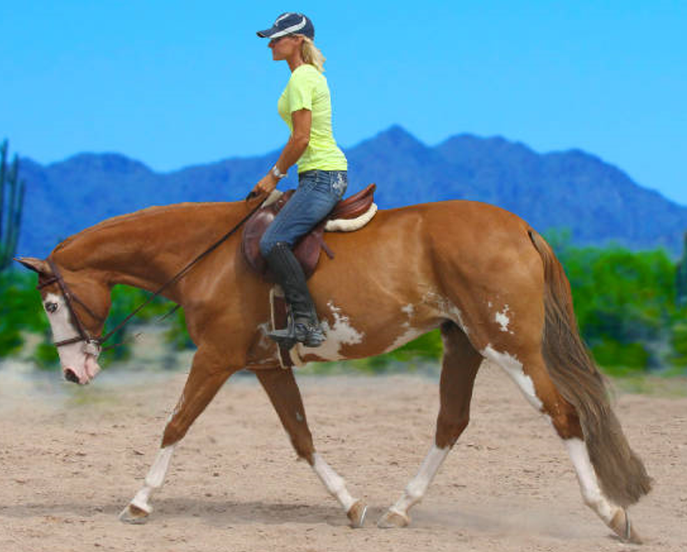 <p>What Gait is this horse performing (English Tack)?</p>