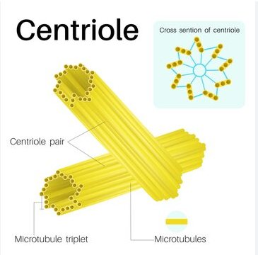 * Consist of 2 bundles of microtubules at right angles to each other 
* Microtubules made from tubulin protein subunits and are arranged to form a cylinder 