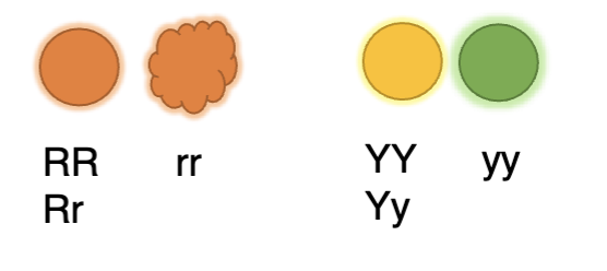 <p><span style="color: blue">What is the probability of getting a round</span><span style="color: blue"><br></span><span style="color: blue">and yellow seed from the RrYy x</span><span style="color: blue"><br></span><span style="color: blue">RrYy cross?</span><span style="color: blue"><br></span><span style="color: blue">A. 6/8</span><span style="color: blue"><br></span><span style="color: blue">B. 9/16</span><span style="color: blue"><br></span><span style="color: blue">C. 3/16</span><span style="color: blue"><br></span><span style="color: blue">D. 1/16</span><span style="color: blue"><br></span><span style="color: blue">E. 6/4</span></p>