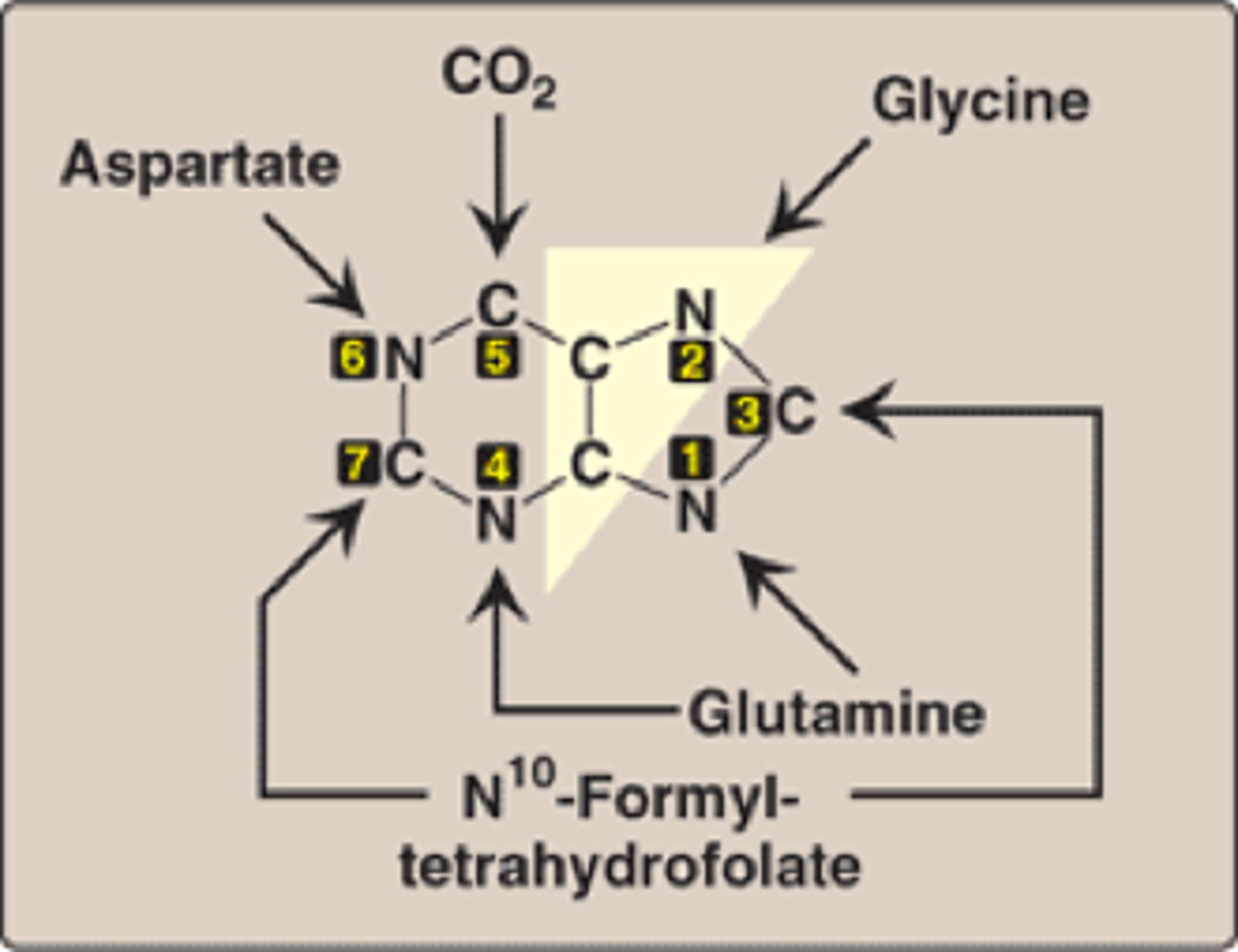 <p>made from:<br>- Amino acids (Glutamine, Glycine, and Aspartate)<br>- Folic acids (N10-formyltetahydrofolate) ....contributes 1 C <br>- CO2<br><br>*purine ring is costructed in LIVER, in series of rxns that donate Carbon and Nitrogen to ribose 5- phosphate (from pentsoe phosphate pathway)</p>