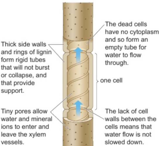 <p><strong>lignified dead cells</strong> in xylem transport <strong>water</strong> &amp; <strong>minerals</strong> through plant</p><p><strong>thick side walls</strong> &amp; <strong>rings of hard lignin</strong> form <strong>rigid tubes</strong> - <strong>won’t burst/collapse</strong> from water pressure, provide <strong>support</strong></p><p><strong>dead cells</strong> have <strong>no cytoplasm</strong> - form <strong>empty tube</strong> for <strong>water to flow through</strong></p><p><strong>tiny pores</strong> - allow <strong>water</strong> &amp; <strong>mineral ions</strong> to <strong>enter</strong> &amp; <strong>leave xylem vessels</strong></p><p><strong>no cell walls between cells</strong> - <strong>water flow not slowed down</strong></p>