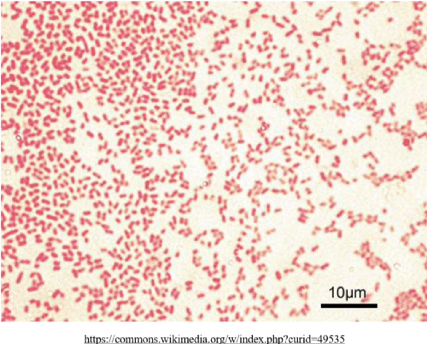 <p>gram negative</p>