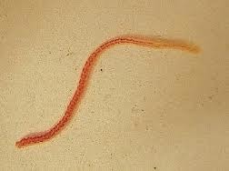 <img src="https://knowt-user-attachments.s3.amazonaws.com/f89426fa-a59b-4e54-84b4-bb262694a97c.jpg" data-width="100%" data-align="center"><img src="https://knowt-user-attachments.s3.amazonaws.com/9f724f5a-85a6-4700-b93d-8991f4fea426.png" data-width="100%" data-align="center"><p></p>